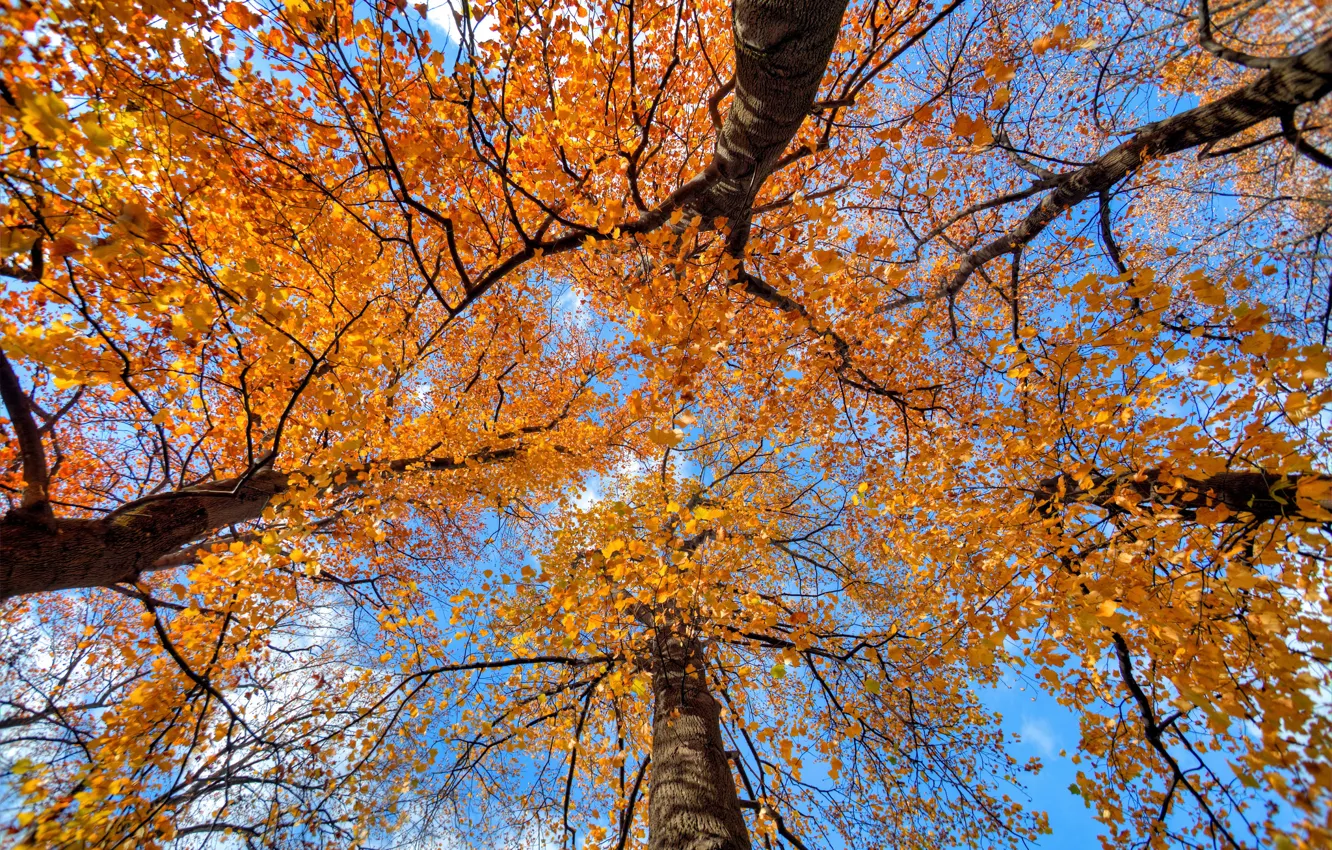 Фото обои осень, небо, листья, деревья, ствол, крона