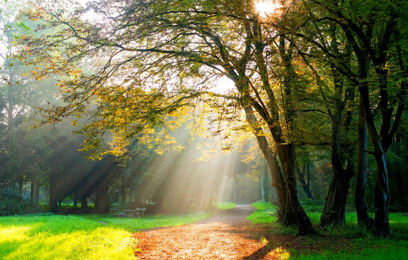 Фото обои осень, лес, трава, листья, деревья, скамейка, природа, парк