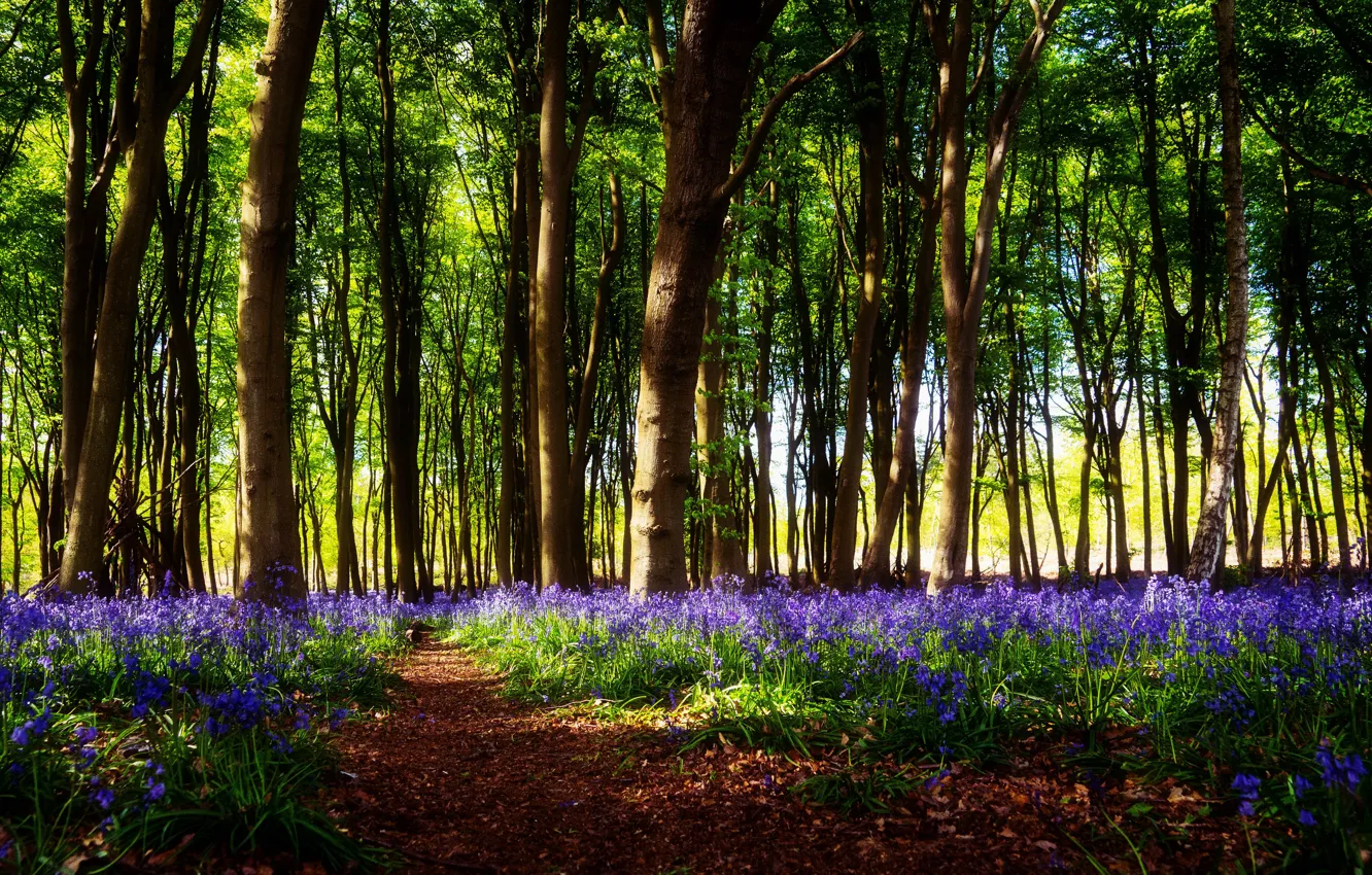Фото обои лес, свет, деревья, цветы, ветки, поляна, весна, колокольчики
