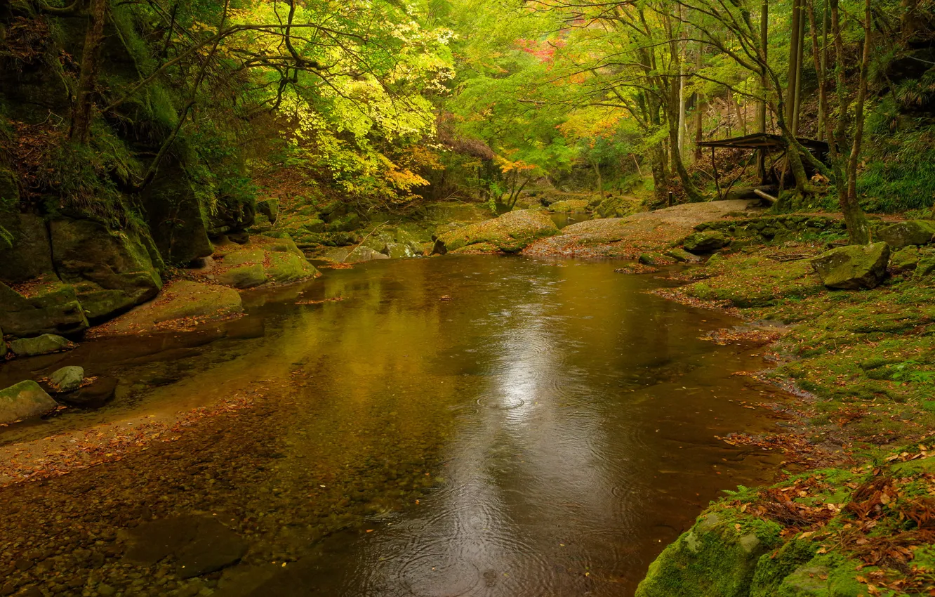 Фото обои осень, лес, деревья, река, камни, заросли