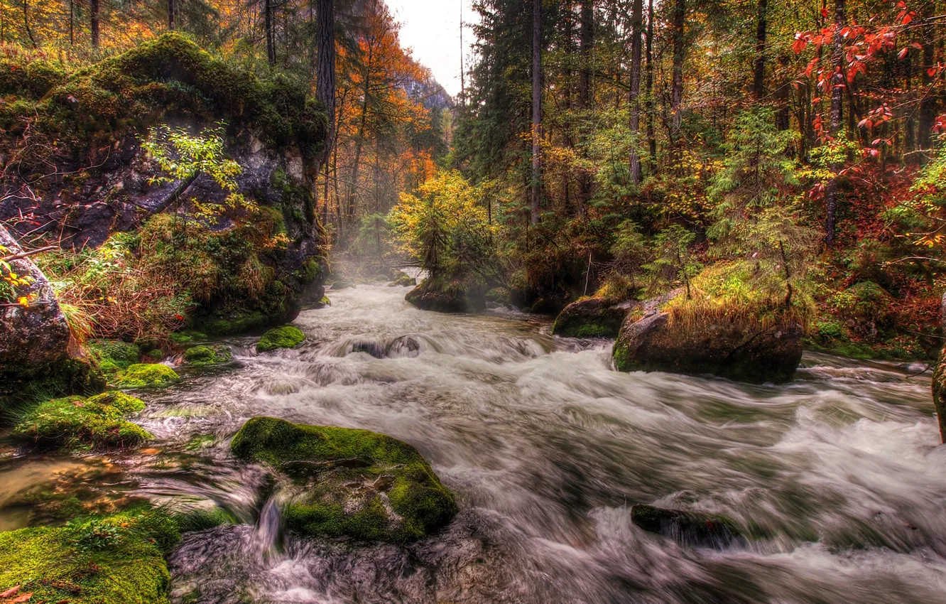 Фото обои осень, лес, деревья, река, камни, мох, поток