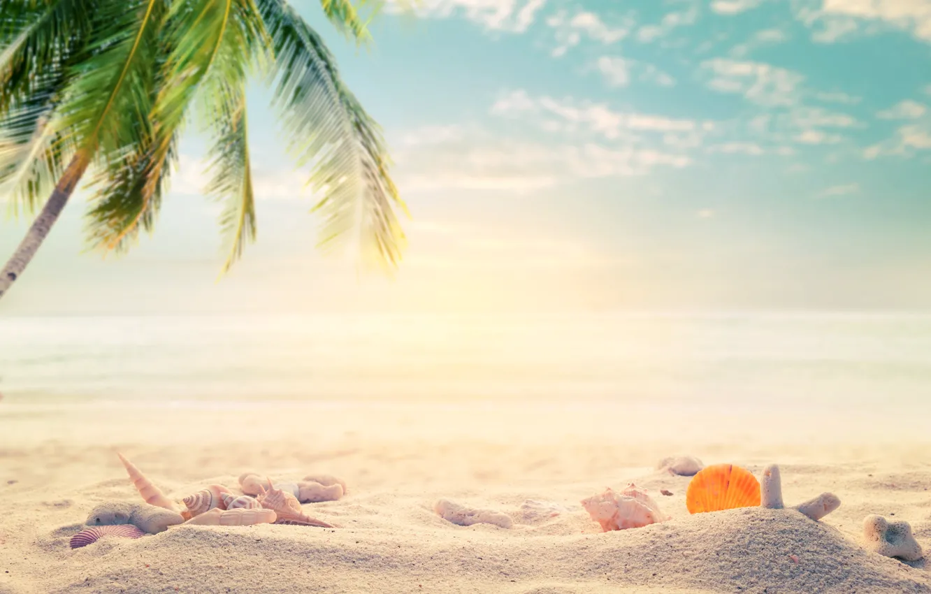 Фото обои песок, море, пляж, лето, пальмы, отдых, ракушки, summer