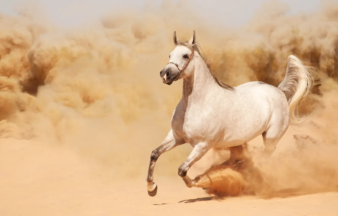 Фото обои песок, конь, лошадь, пыль, бег, бежит