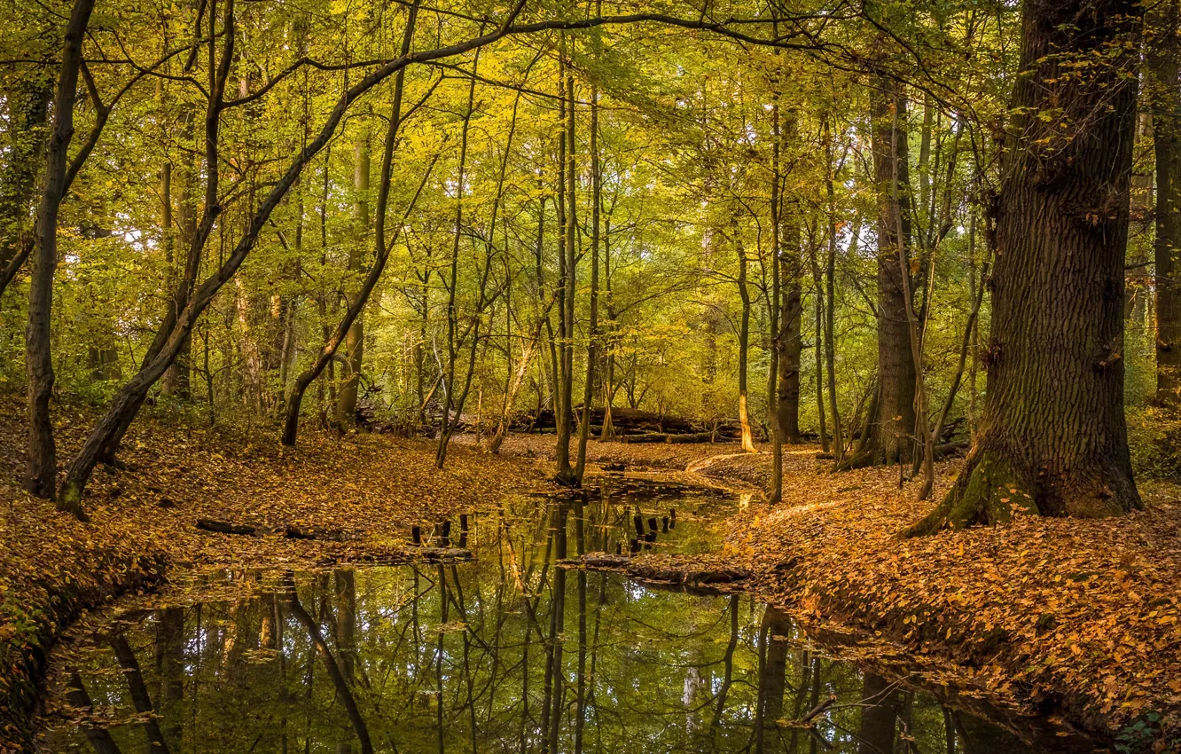 Фото обои осень, деревья, Лес