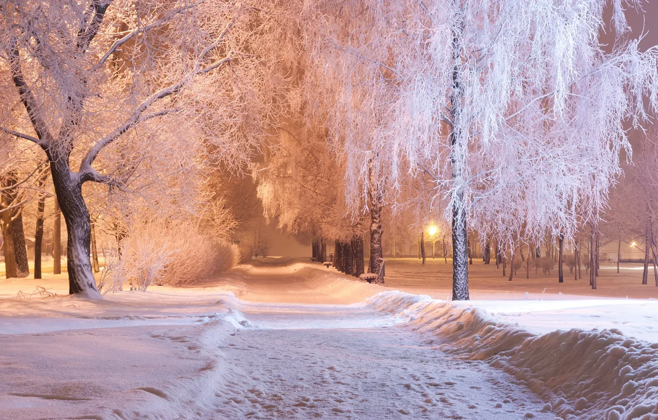 Фото обои зима, снег, деревья, парк, вечер, дорожка