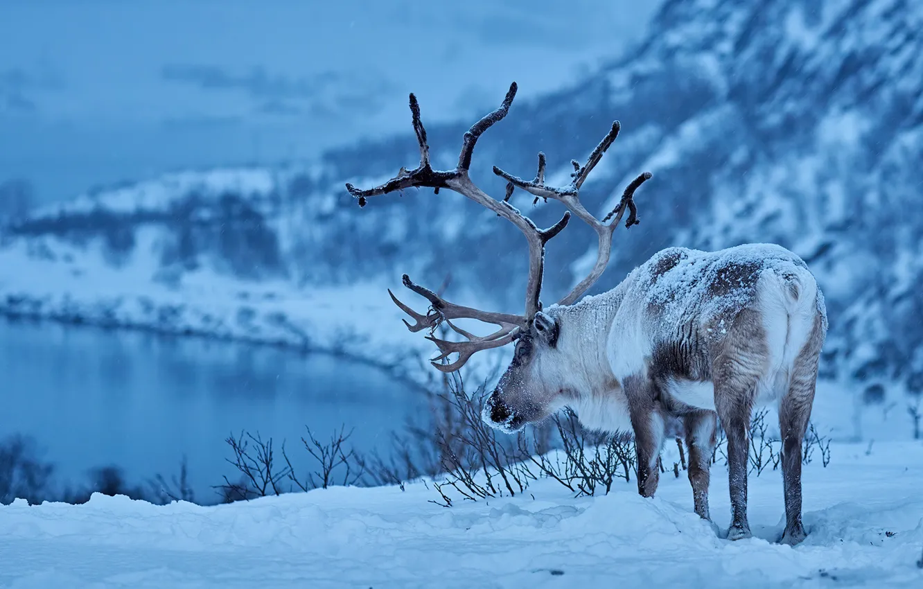 Фото обои зима, снег, олень, рога, Северный олень
