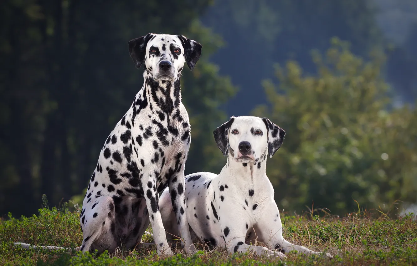 Фото обои собаки, summer, далматин