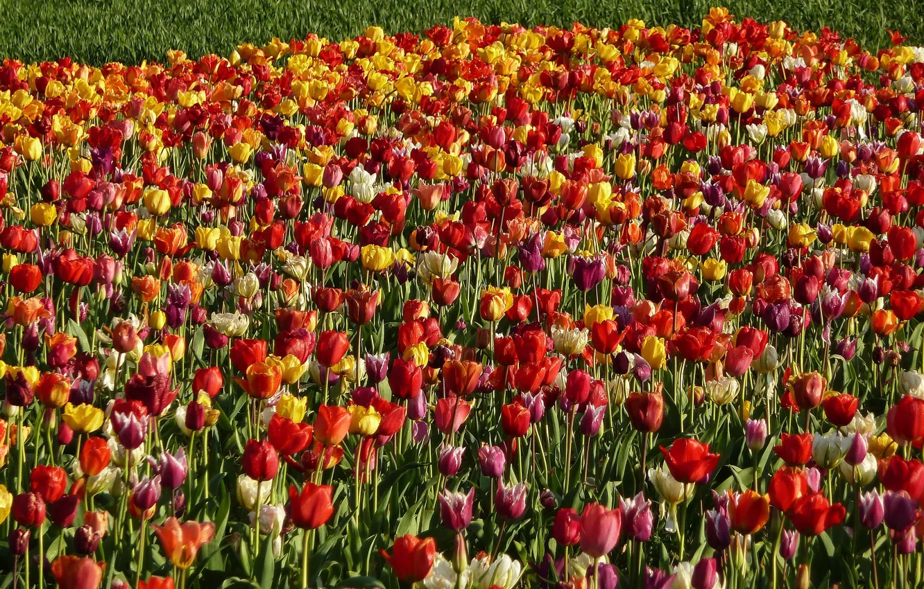 Фото обои поле, природа, весна, Тюльпаны, field, nature, tulips, spring