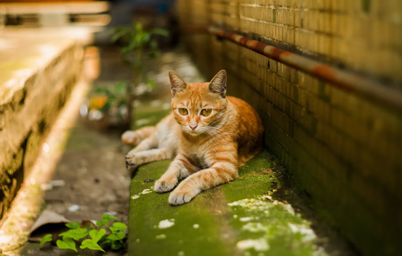 Фото обои зелень, кошка, кот, взгляд, город, дом, стена, улица