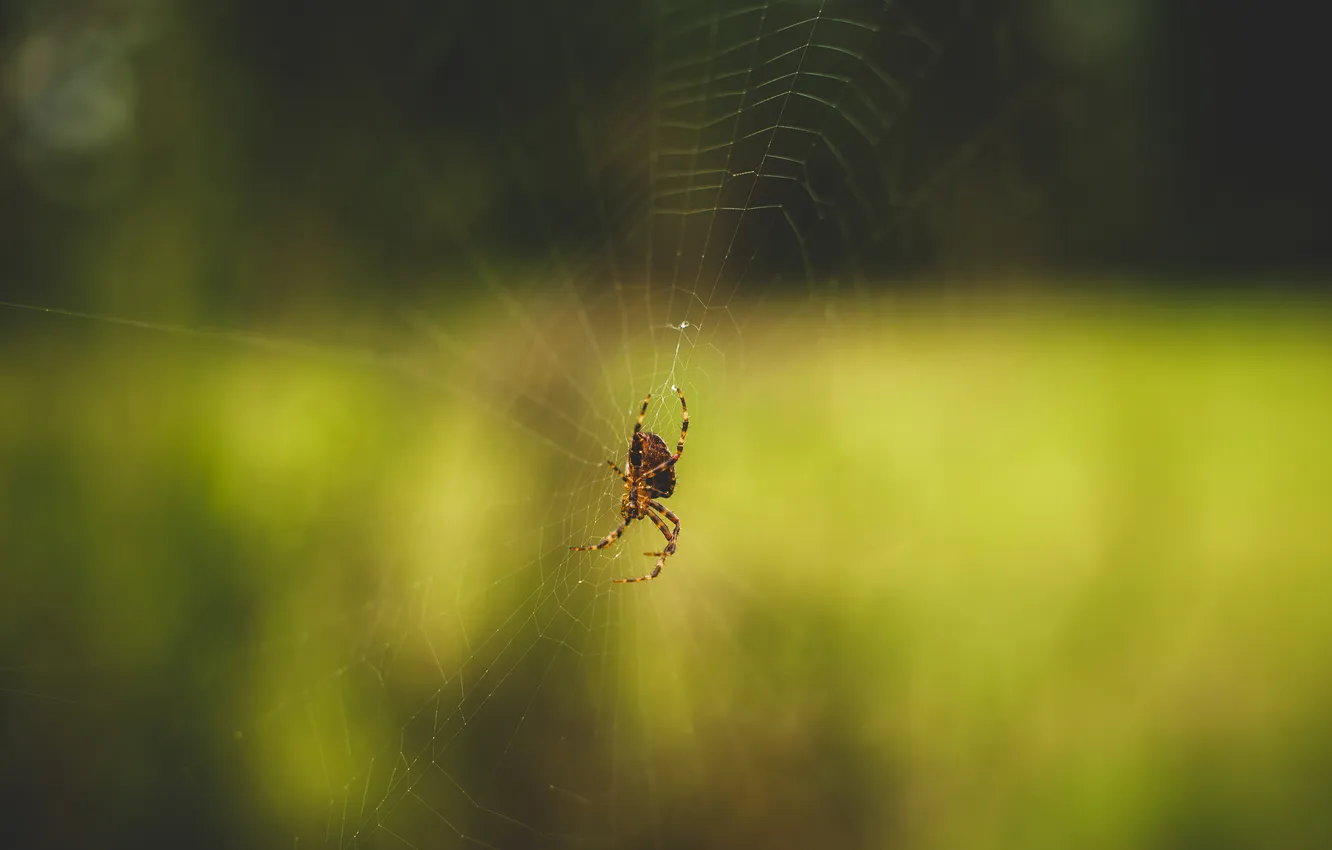 Фото обои паутина, паук, насекомое
