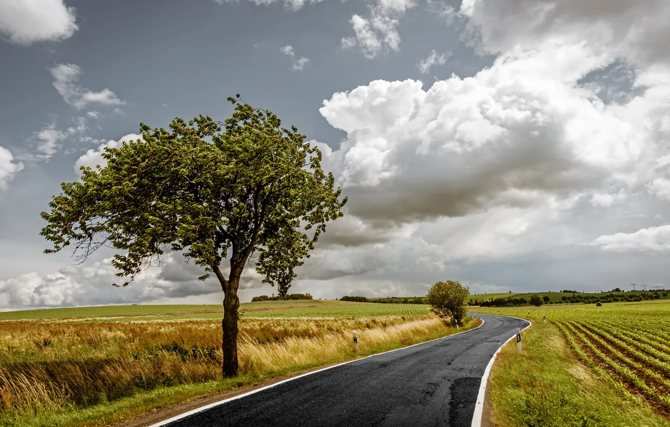 Фото обои дорога, поле, небо, трава, облака, пейзаж, природа, дерево
