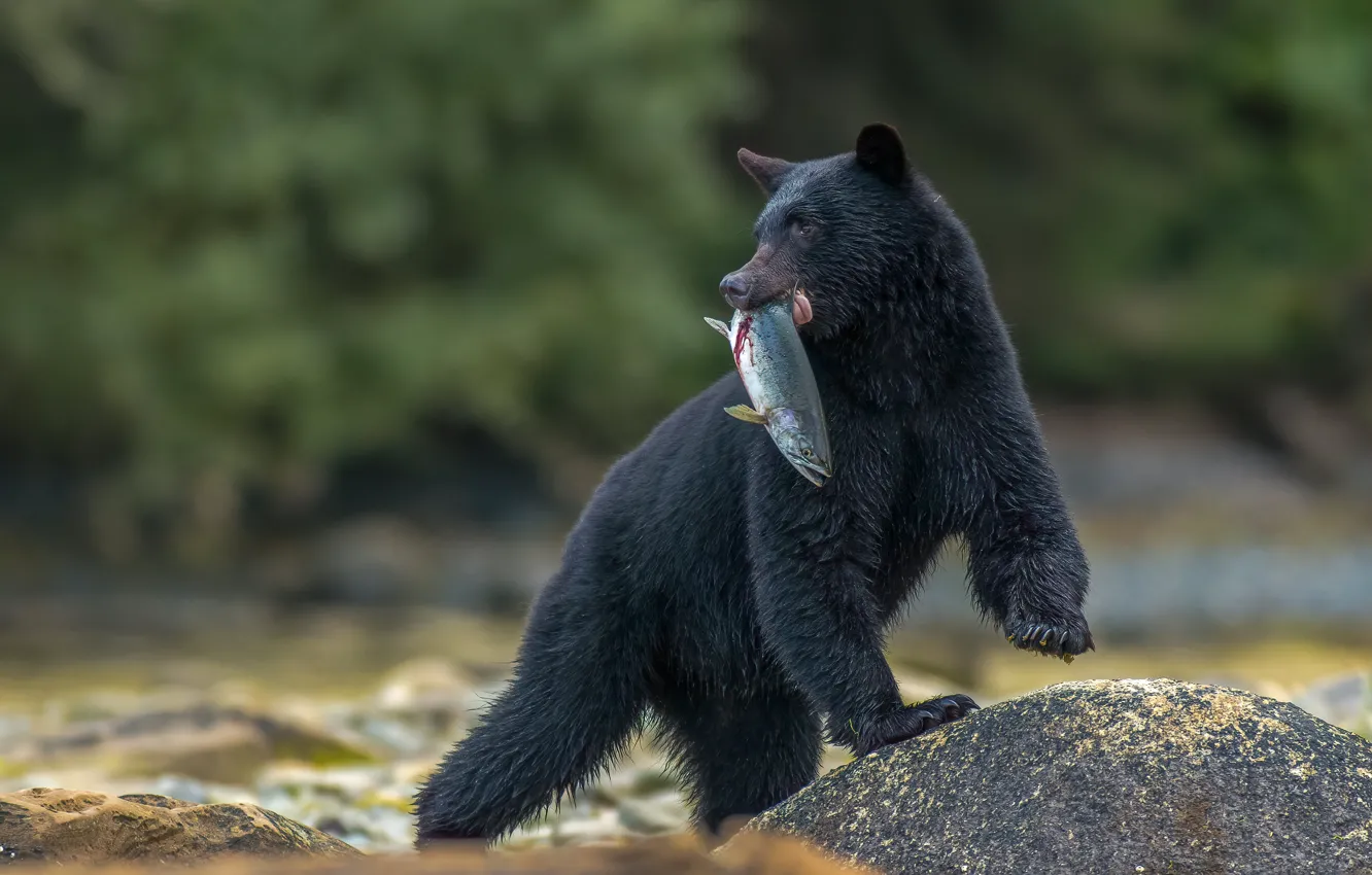 Фото обои камень, рыба, медведь, боке, добыча, улов, Барибал, Чёрный медведь