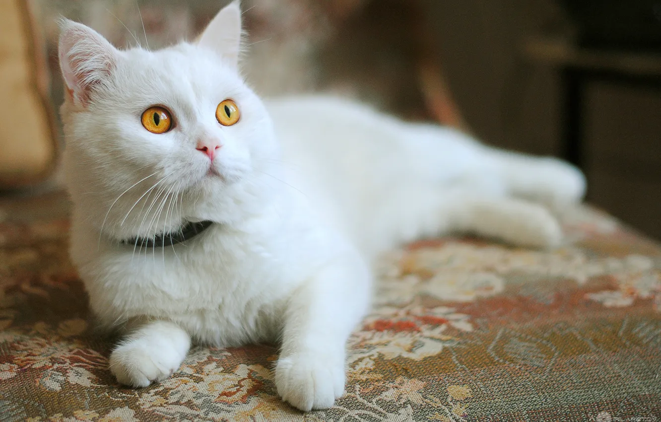 Фото обои белый, котенок, оранжевые глаза