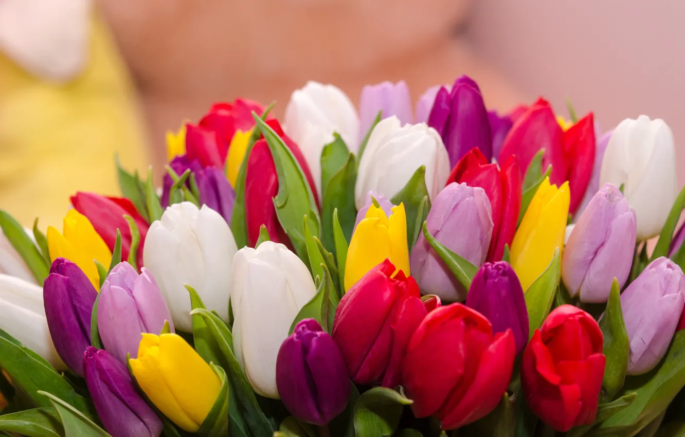 Фото обои цветы, букет, colorful, тюльпаны, flowers, tulips, spring, multicolored