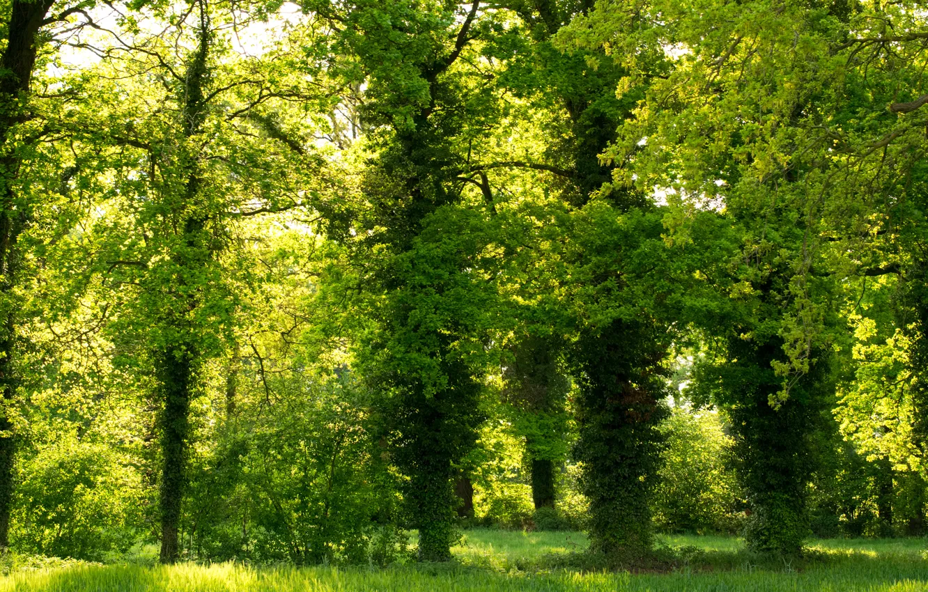 Фото обои зелень, парк, green, Деревья, trees, park