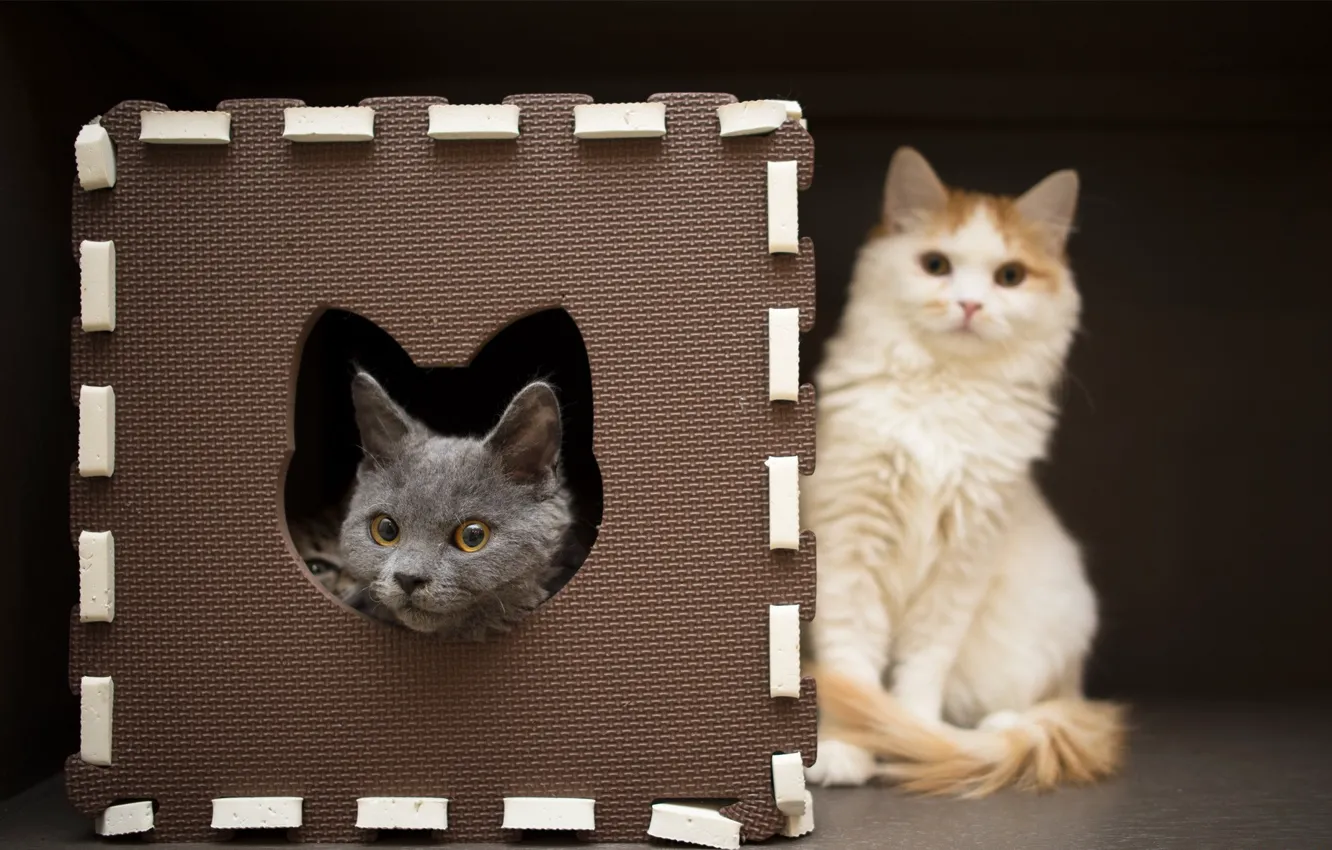 Фото обои кот, кошки, рамка, котёнок