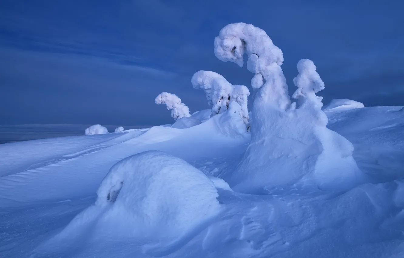 Фото обои зима, снег, деревья, пейзаж, природа, ели, сугробы, Кольский полуостров