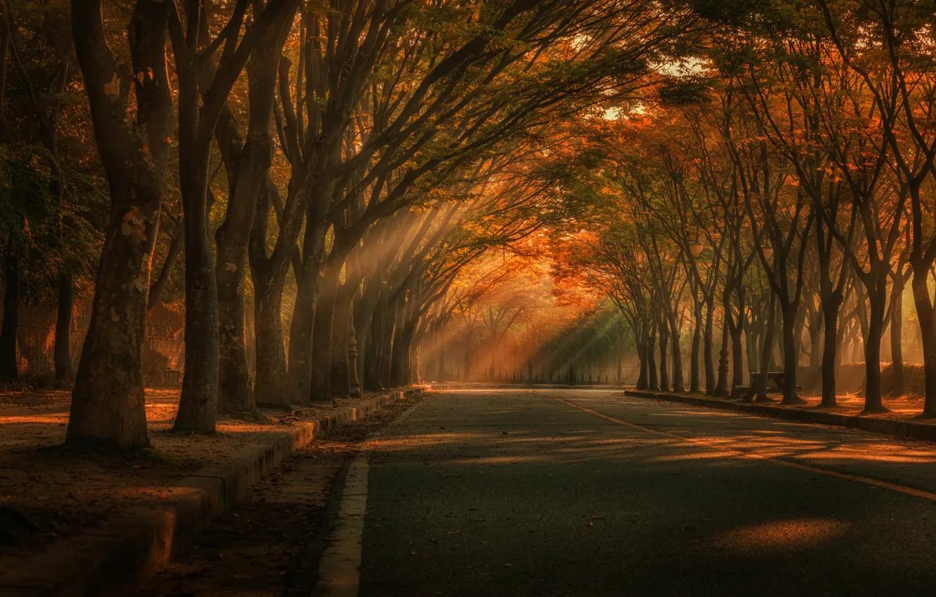 Фото обои дорога, осень, свет, деревья, парк