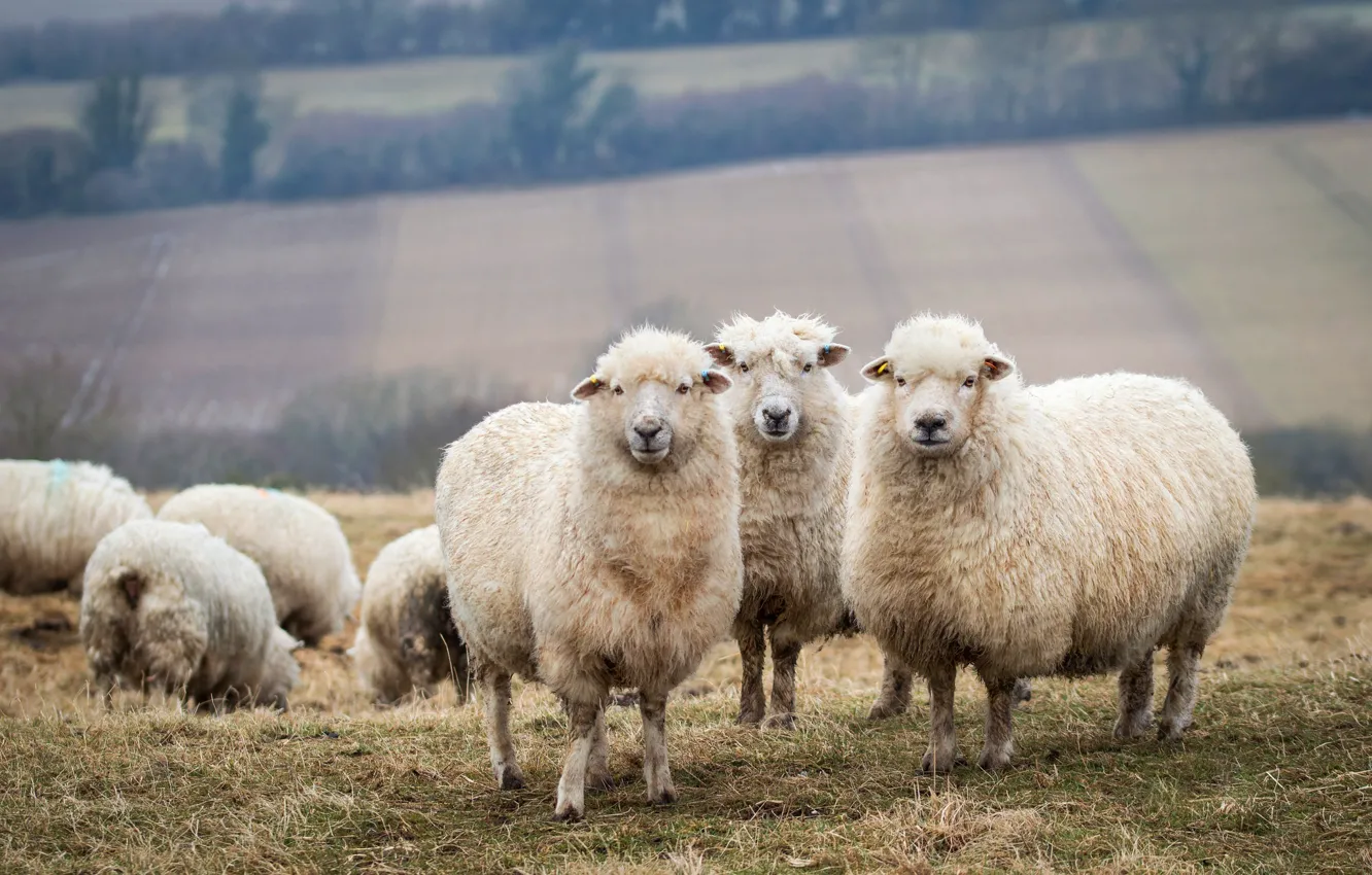 Фото обои поле, фон, поля, овцы, овечки, трио, стадо, барашки