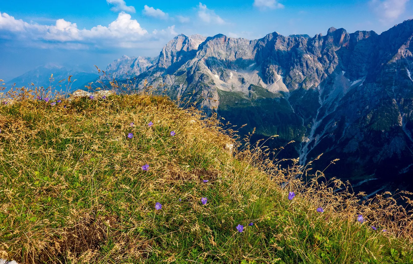 Фото обои трава, цветы, горы