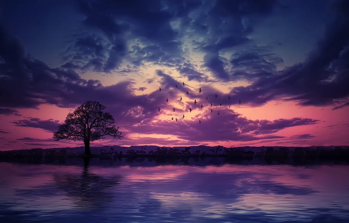 Фото обои небо, закат, птицы, дерево, водоем