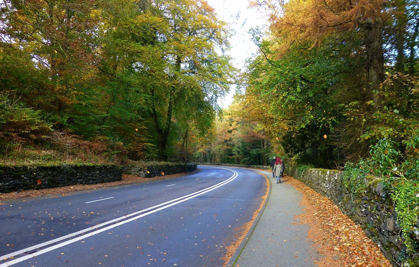 Фото обои дорога, осень, листва, road, Autumn, leaves, fall