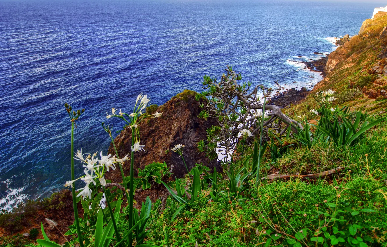 Фото обои море, небо, трава, цветы, скалы