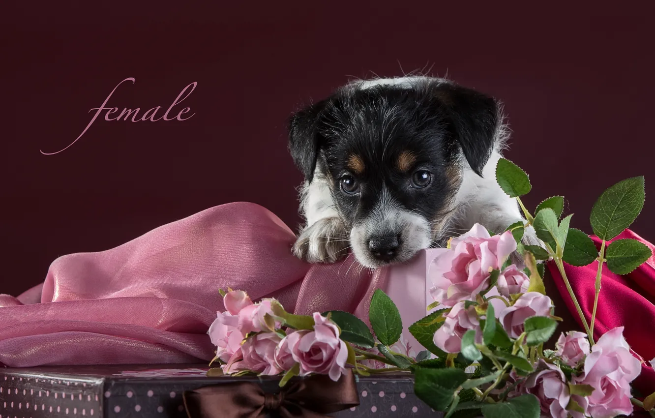 Фото обои розы, щенок, ткань, джек-рассел-терьер
