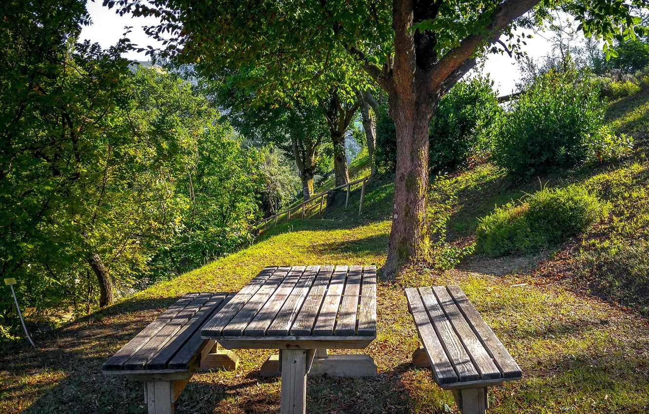 Фото обои зелень, лето, трава, солнце, деревья, парк, склон, Италия