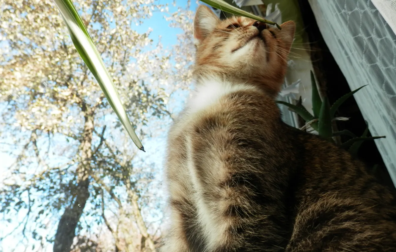 Фото обои осень, кошка, небо, цветы, подоконник, sky, cat, autumn