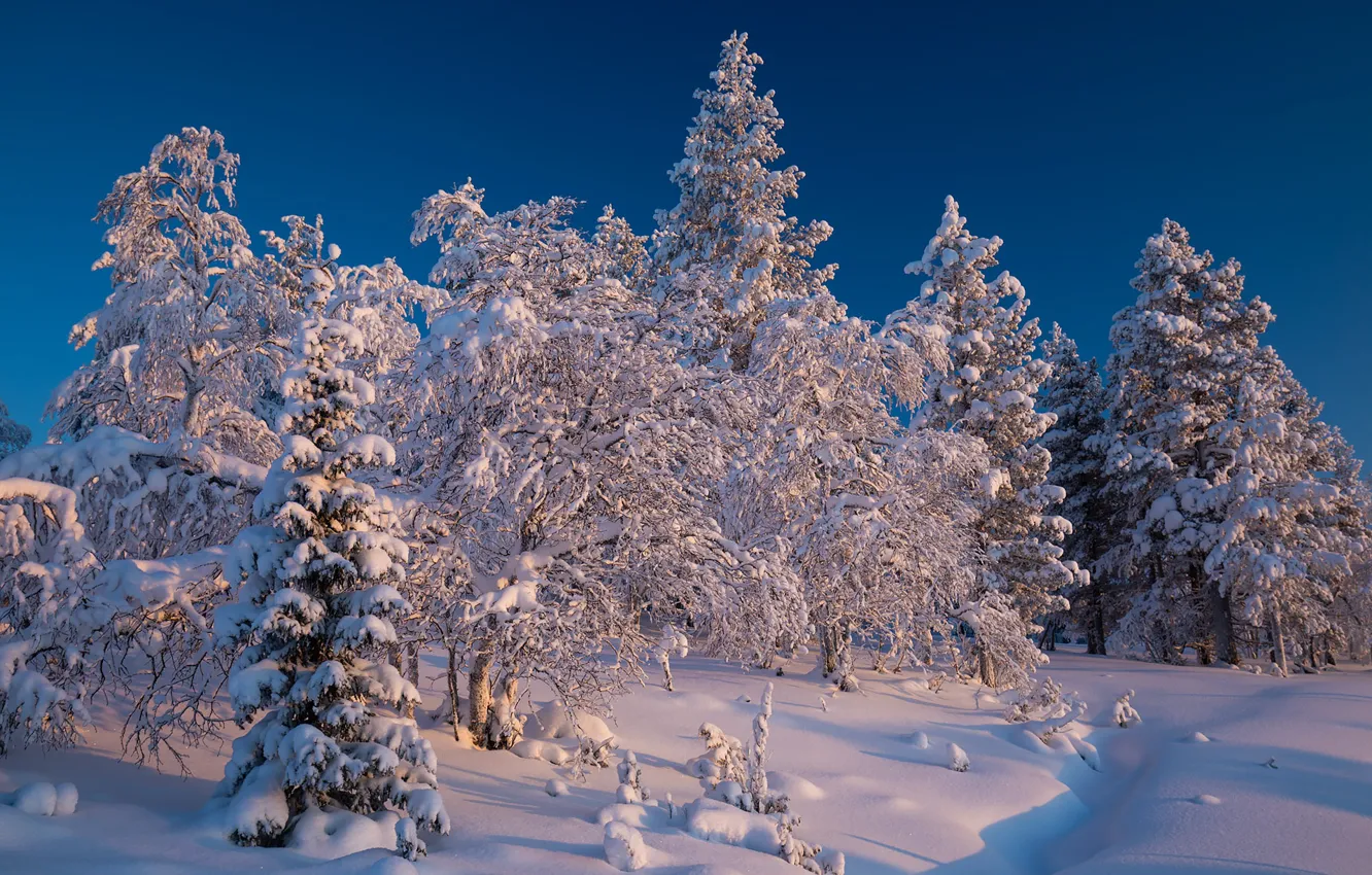 Фото обои зима, лес, снег, деревья, ели, сугробы, Финляндия, Finland