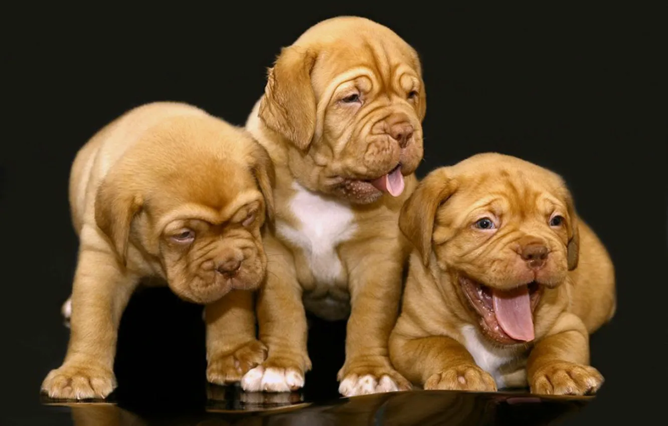 Фото обои animals, dogs, cute, Little giants