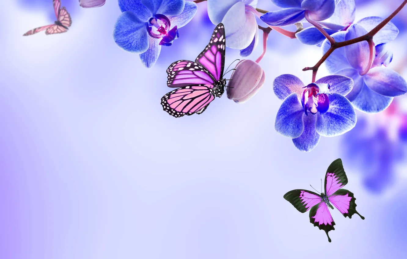 Фото обои бабочки, цветы, орхидея, blue, flowers, beautiful, orchid, butterflies