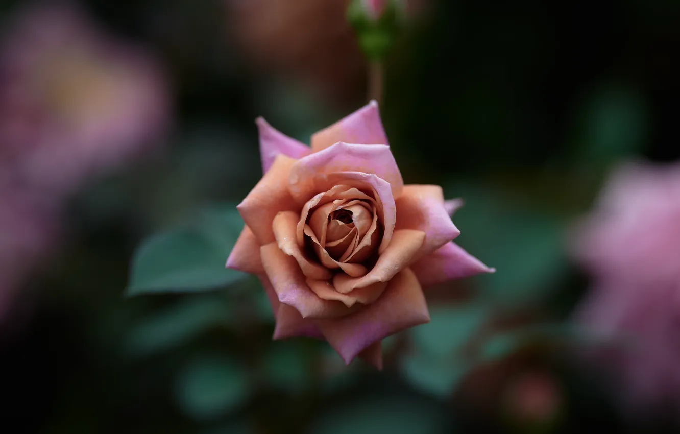 Фото обои розовая, роза, боке