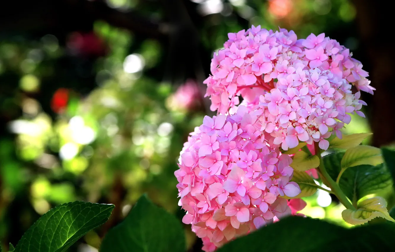 Фото обои цветы, розовые, гортензия