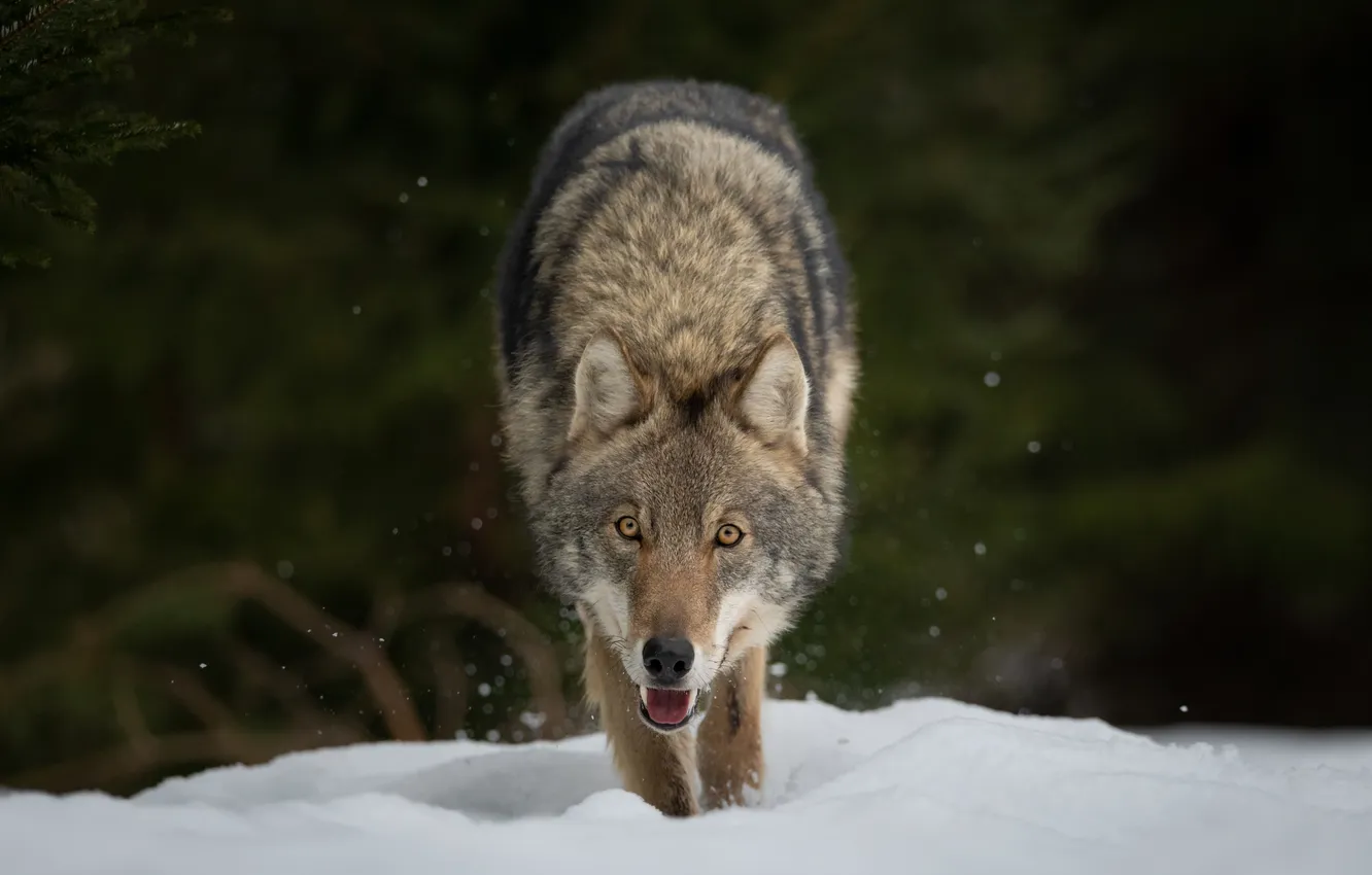 Фото обои snow, wolf, sight