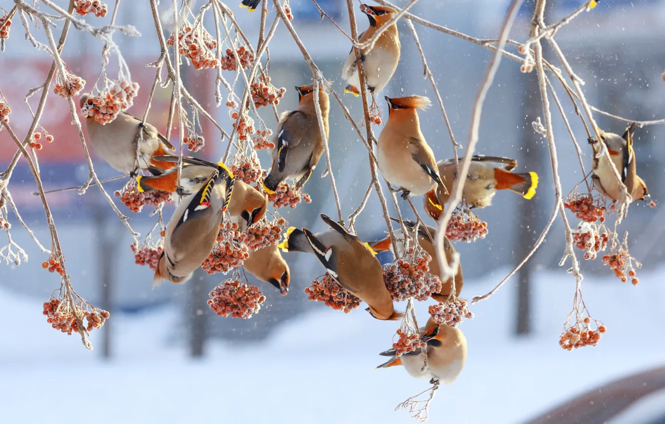 Фото обои птицы, ветки, ягоды, дерево, Зима, рябина