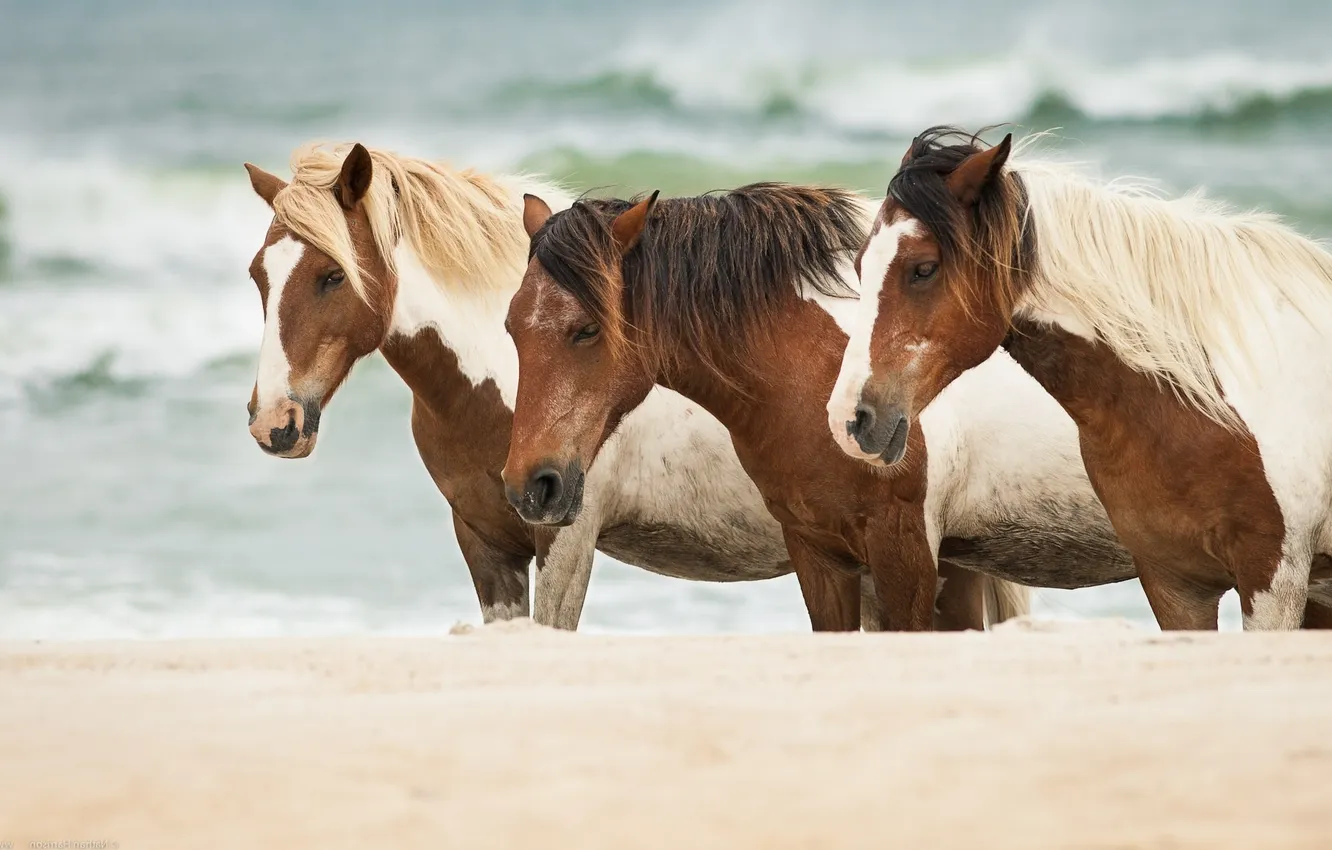Фото обои песок, море, кони, лошади