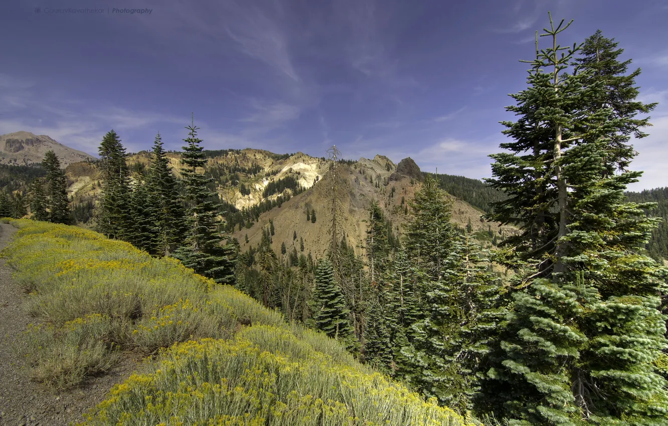 Фото обои лес, трава, деревья, горы, Калифорния, США, Lassen Volcanic National Park