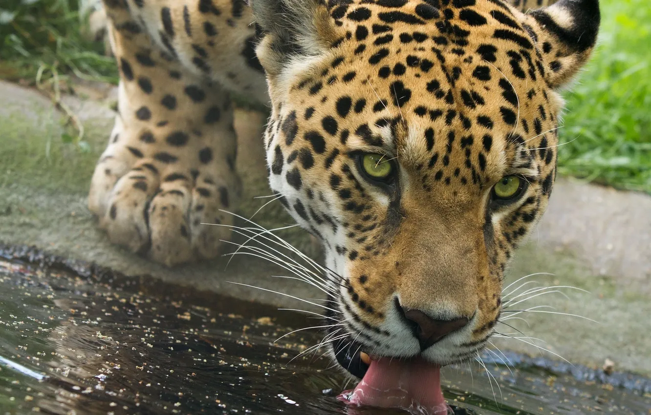 Фото обои язык, морда, хищник, ягуар, водопой, дикая кошка
