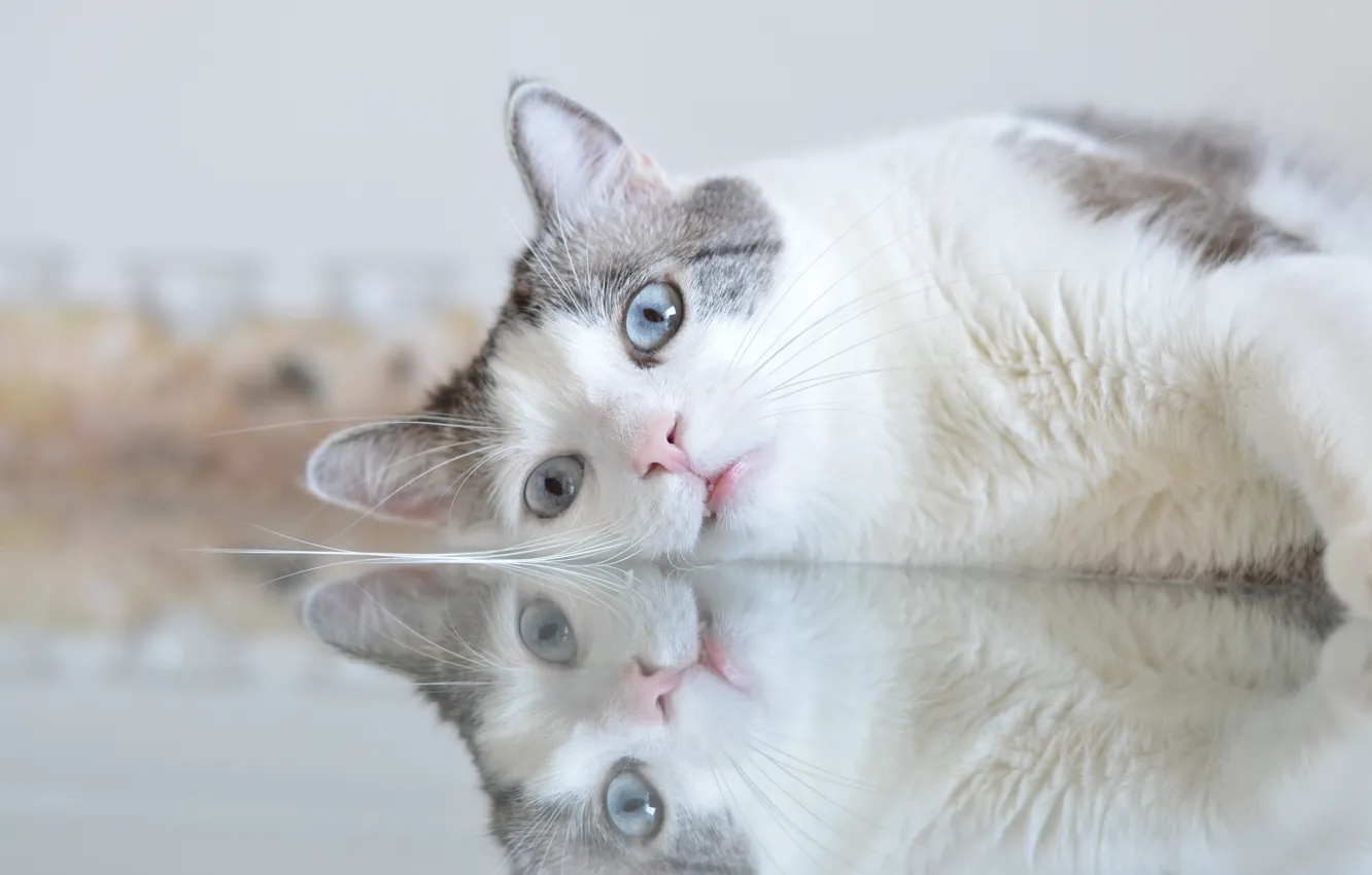 Фото обои кошка, взгляд, отражение, голубые глаза