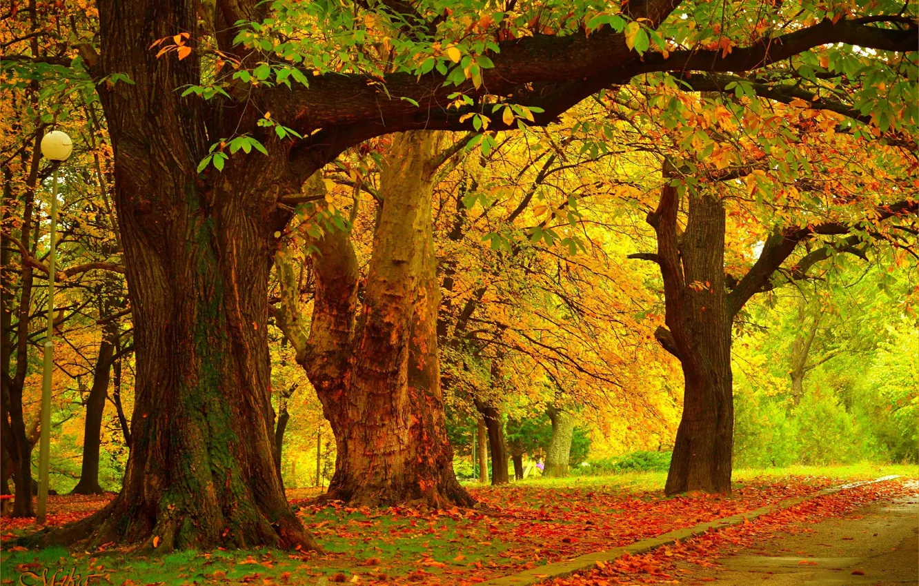 Фото обои Осень, Деревья, Fall, Autumn, Trees