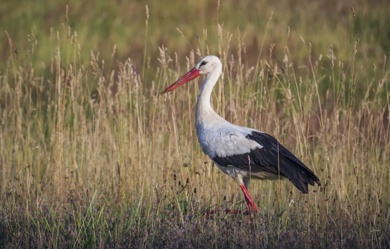 Фото обои трава, птица, аист, идет