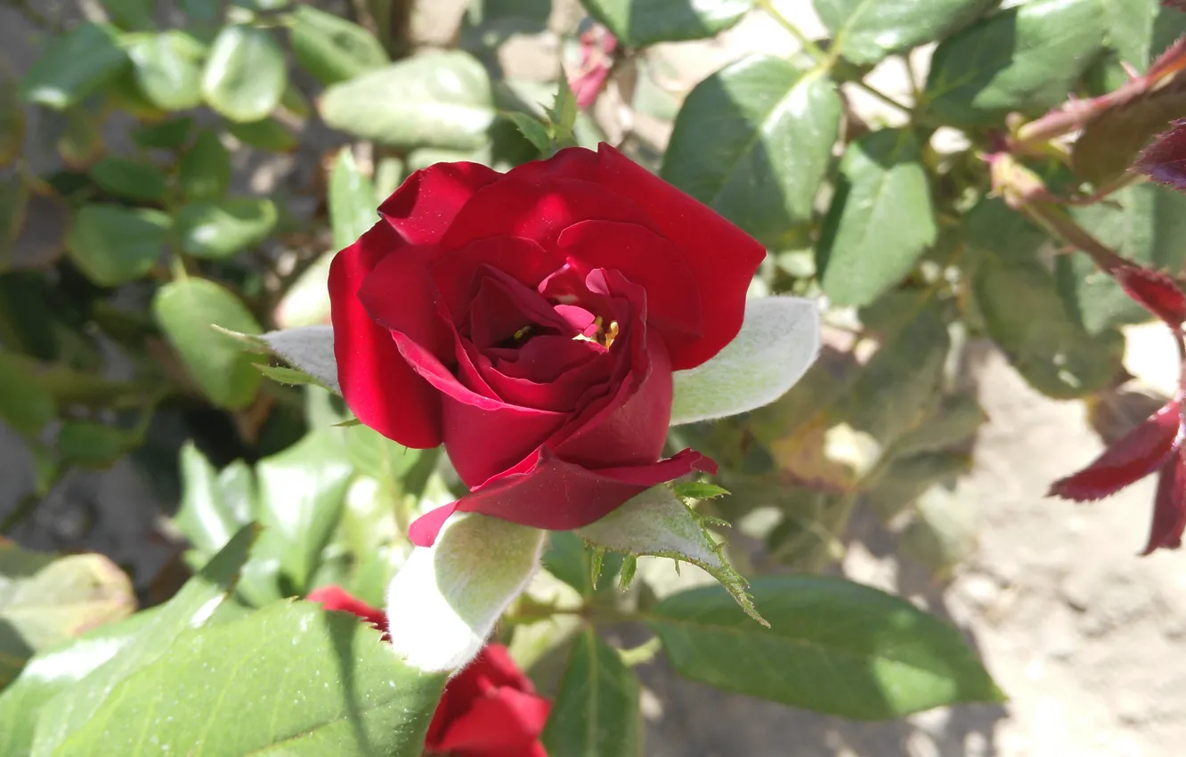 Фото обои Роза, Rose, Red rose, Красная роза