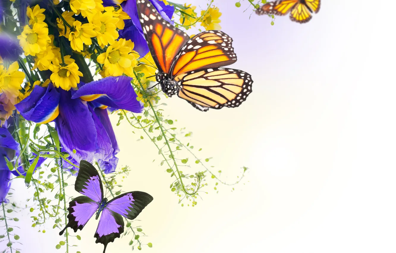 Фото обои вода, бабочки, цветы, ирисы, хризантемы