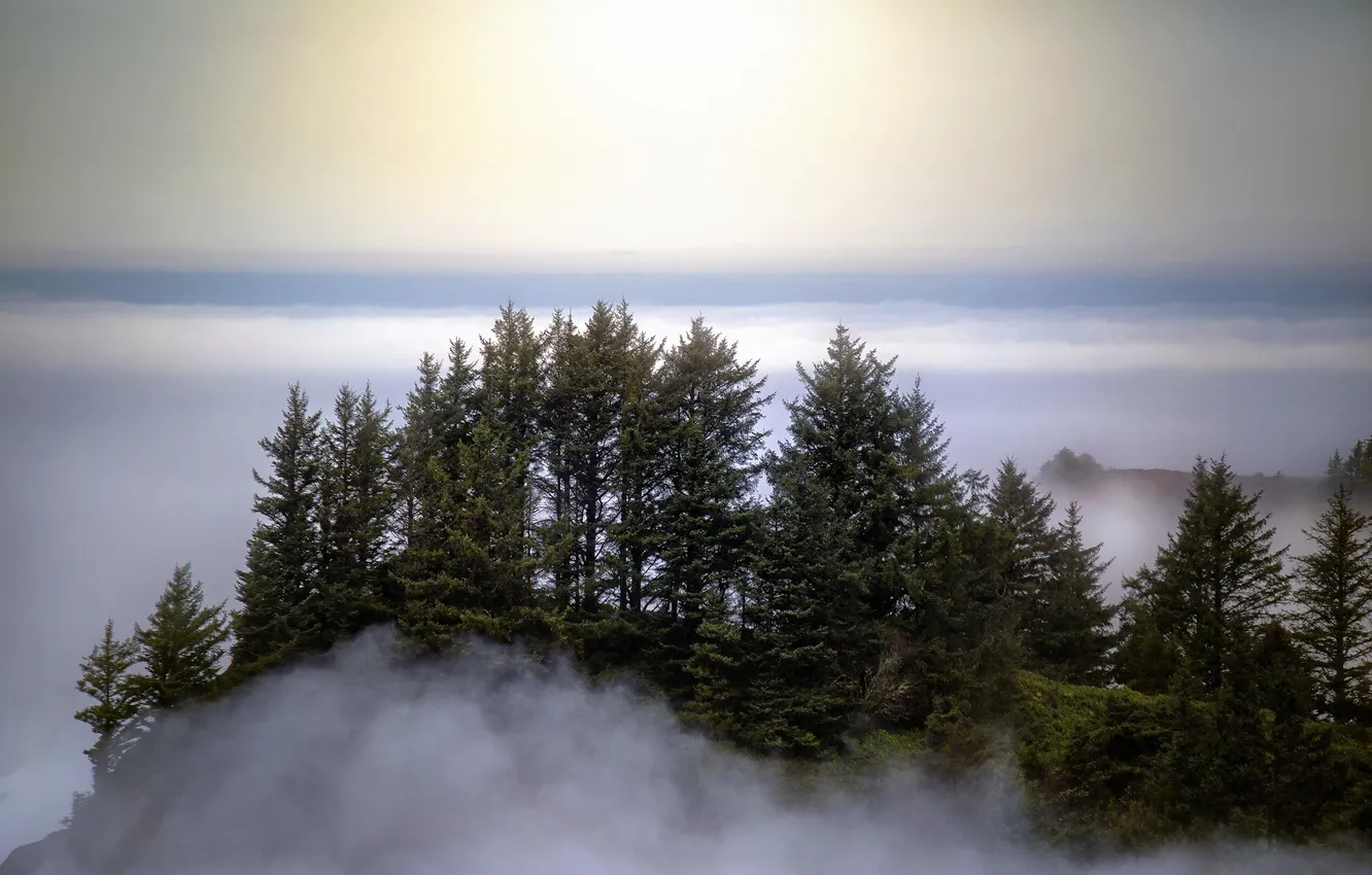 Фото обои небо, деревья, туман