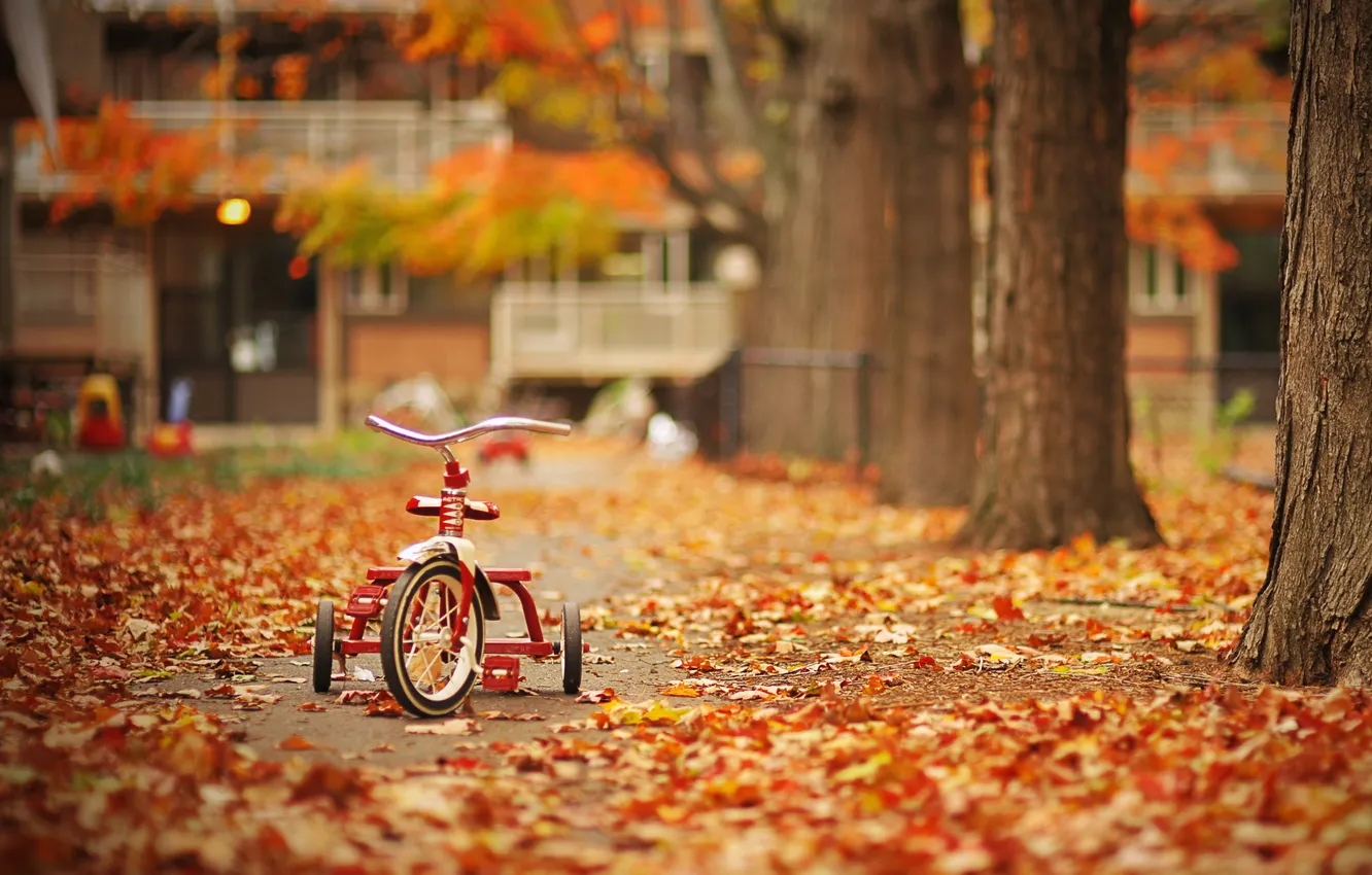Фото обои листья, деревья, велосипед, парк, Осень