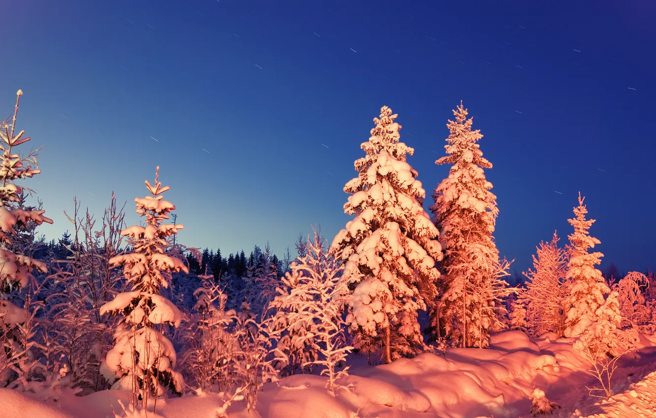 Фото обои зима, лес, снег, вечер
