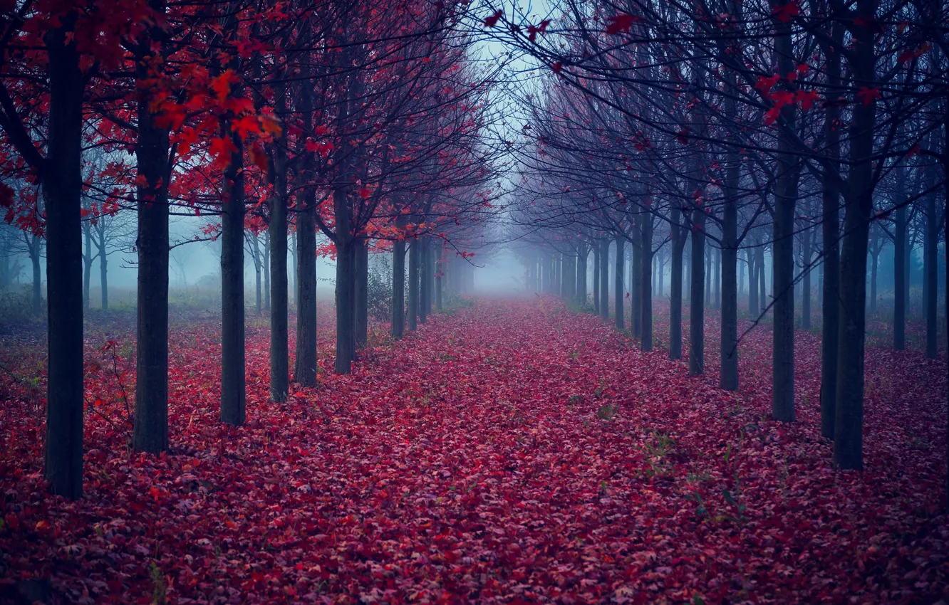 Фото обои осень, листья, деревья, туман