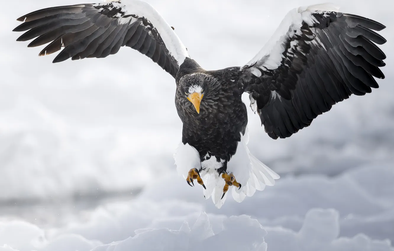 Фото обои feathers, eagle, pose, beak